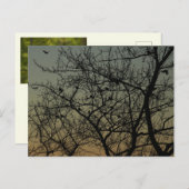 "Robin Tree at Dawn"/Robin Ankündigungspostkarte (Vorne/Hinten)