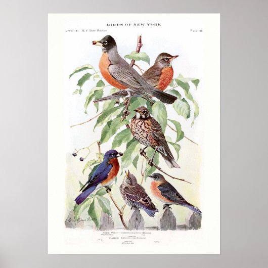 Robin und Bluebird Poster (Vorne)