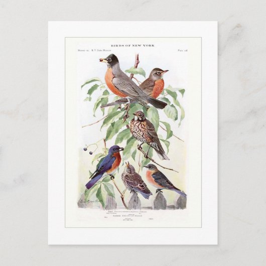 Robin und Bluebird Postkarte (Vorderseite)