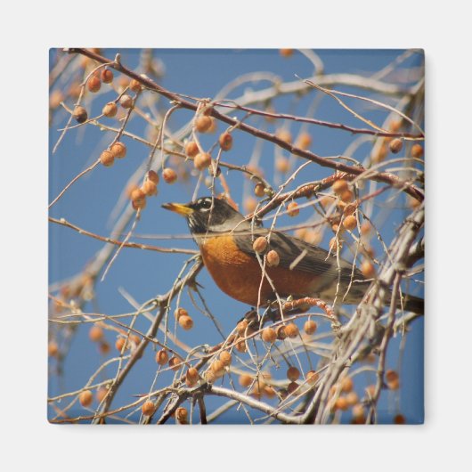 Robin unter Berries Magnet (Vorne)