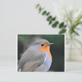 Robin Up Nah Postkarte (Stehend Vorderseite)