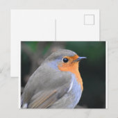Robin Up Nah Postkarte (Vorne/Hinten)