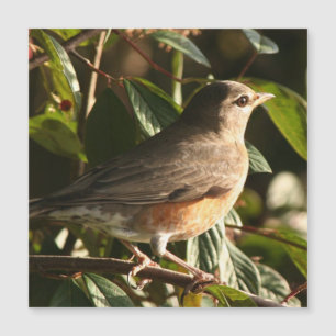 Robin-Vogel-Tiertier-Fotografie-Magnet-Karte Magnetkarte