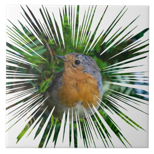 Robin-Vogelansicht Keramik Fliese (Vorderseite)
