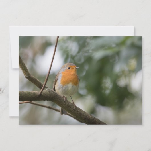 Robin Voice Nature Fotokarte (Vorderseite)