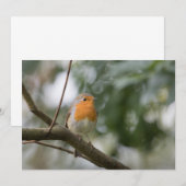 Robin Voice Nature Fotokarte (Vorne/Hinten)