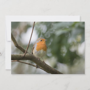 Robin Voice Nature Fotokarte
