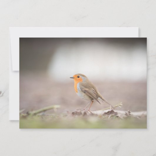 Robin Voice Nature Fotokarte (Vorderseite)