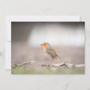 Robin Voice Nature Fotokarte