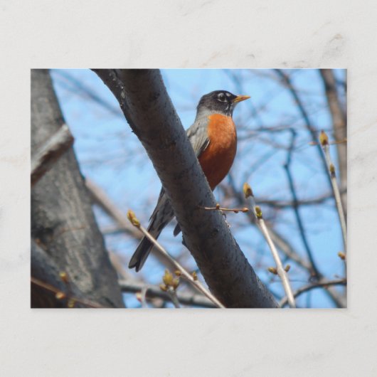 Robin vom Mystic River Postkarte (Vorderseite)