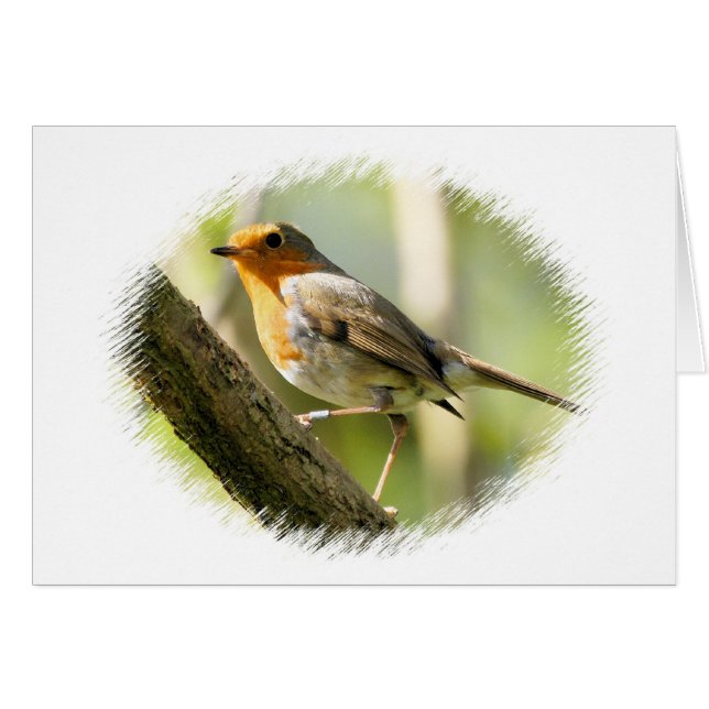 Robin Wild-life Bird (Vorderseite (Horizontal))