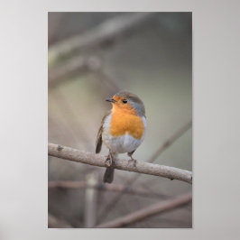 Robin Wildlife Foto Poster