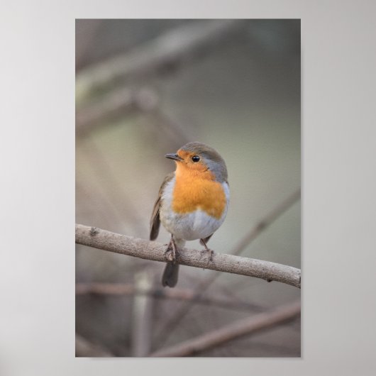 Robin Wildlife Foto Poster (Vorne)