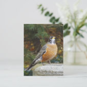 Robins Bath-Vogelpostkarte Postkarte (Stehend Vorderseite)