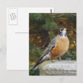Robins Bath-Vogelpostkarte Postkarte (Vorne/Hinten)