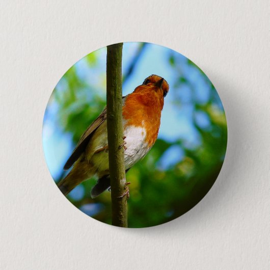 ROBINS BUTTON (Vorderseite)