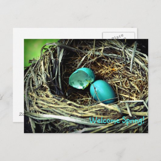 Robin's Egg Nest Spring Postkarte (Vorne/Hinten)