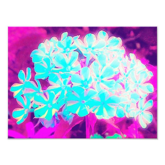 Robin's Ei Blue Peppermint Drehung Phlox Blume Fotodruck (Vorne)