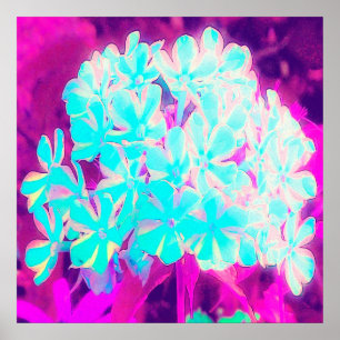 Robin's Ei Blue Peppermint Drehung Phlox Blume Poster