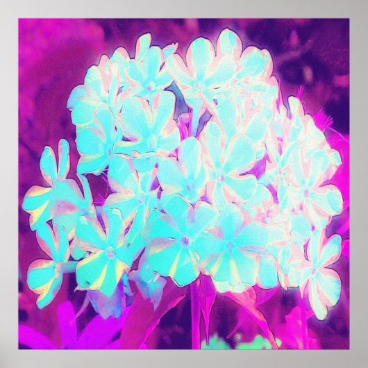 Robin's Ei Blue Peppermint Drehung Phlox Blume Poster (Vorne)