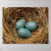 Robins-Eier Poster (Vorne)