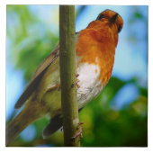 ROBINS FLIESE (Vorderseite)