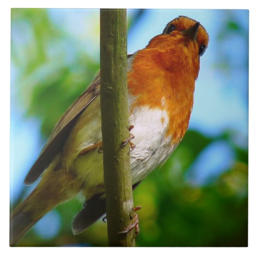 ROBINS FLIESE (Vorderseite)