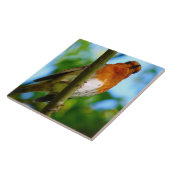 ROBINS FLIESE (Seite)