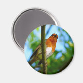ROBINS MAGNET (Vorderseite/Rückseite)