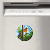 ROBINS MAGNET (In Situ (Geschirrspüler))