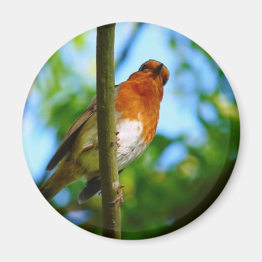 ROBINS MAGNET (Vorne)