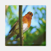 ROBINS MAGNET (Vorne)