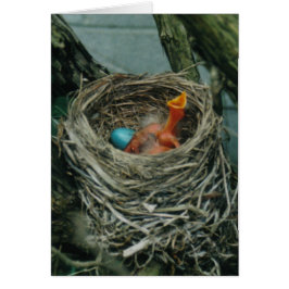 Robins Nest
