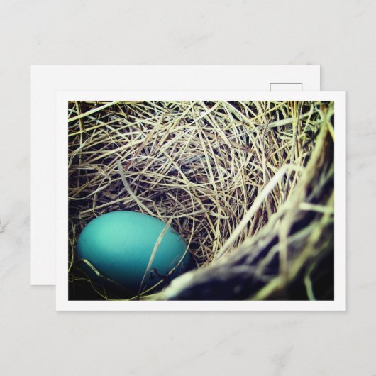 Robin's Nest | Postkarte (Vorne/Hinten)