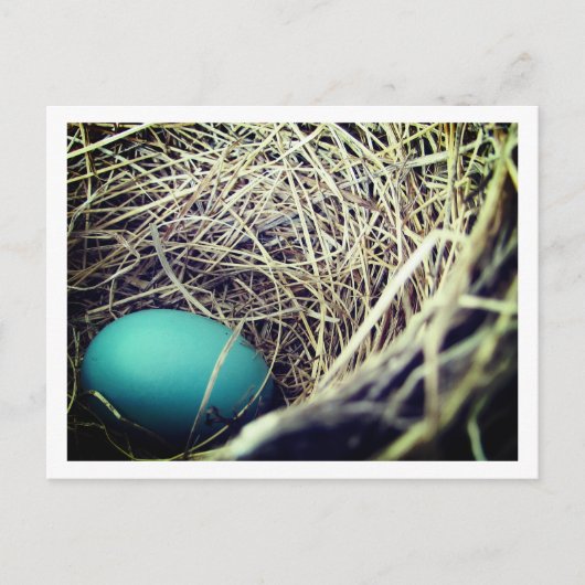 Robin's Nest | Postkarte (Vorderseite)