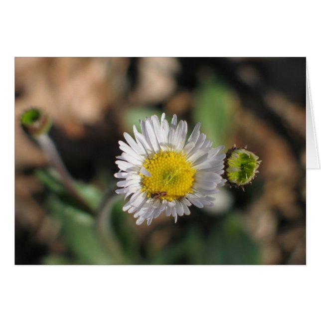 Robin's Plantain (Vorderseite (Horizontal))