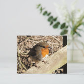 ROBINS POSTKARTE (Stehend Vorderseite)