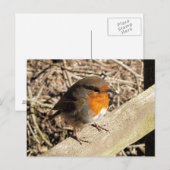 ROBINS POSTKARTE (Vorne/Hinten)