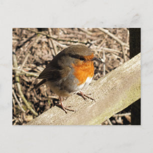 ROBINS POSTKARTE