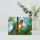 ROBINS POSTKARTE (Stehend Vorderseite)