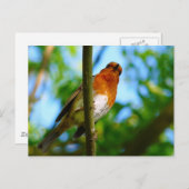 ROBINS POSTKARTE (Vorne/Hinten)