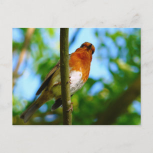 ROBINS POSTKARTE