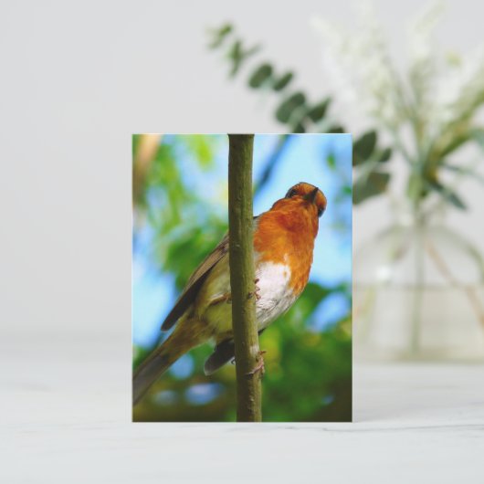 ROBINS POSTKARTE (Stehend Vorderseite)