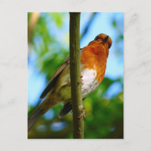 ROBINS POSTKARTE