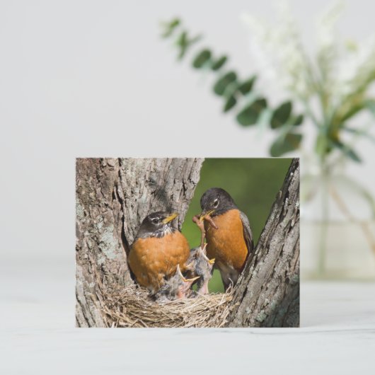 Robins V Postkarte (Stehend Vorderseite)
