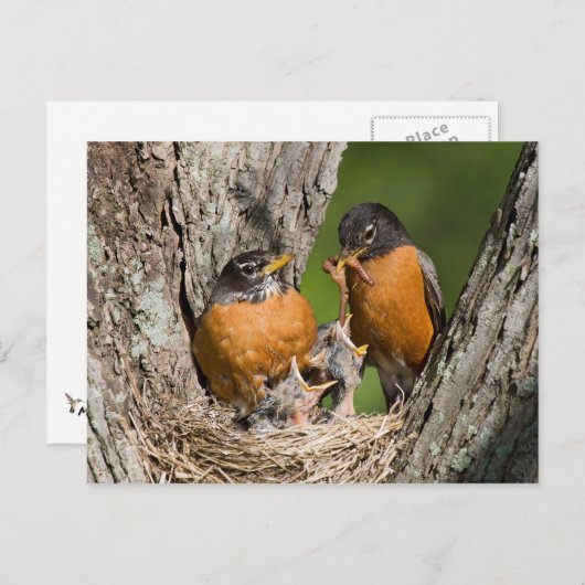 Robins V Postkarte (Vorne/Hinten)