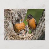 Robins V Postkarte (Vorderseite)