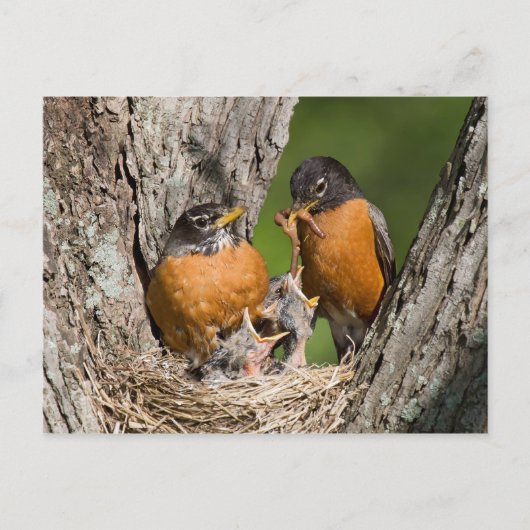Robins V Postkarte (Vorderseite)