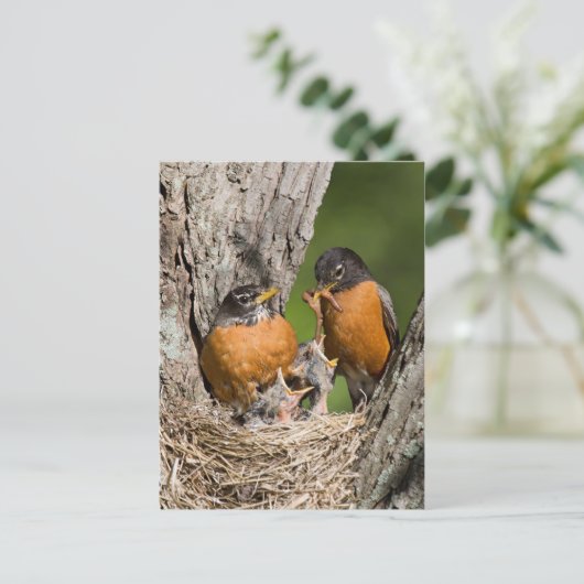 Robins VI Postkarte (Stehend Vorderseite)