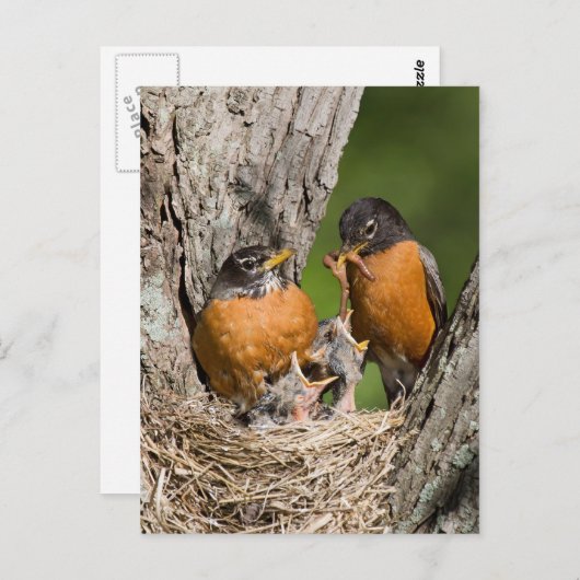 Robins VI Postkarte (Vorne/Hinten)